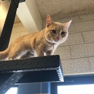 Meet your Posher, Bella